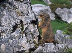 Tiererlebnis-Schladming-Dachstein